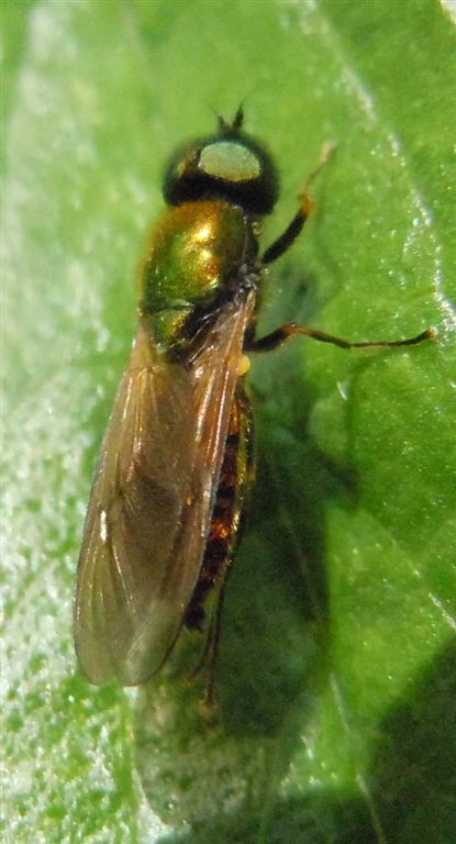 Chloromyia formosa?